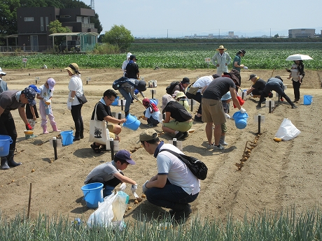 R7秋ジャガ植付8