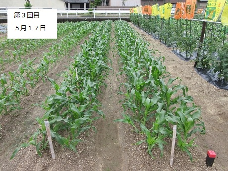 R7一坪春夏37