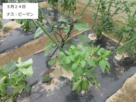 R7一坪春夏413