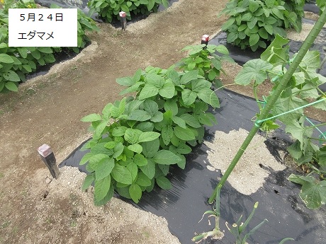 R7一坪春夏415