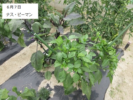R7一坪春夏514