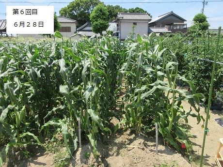 R7一坪春夏611