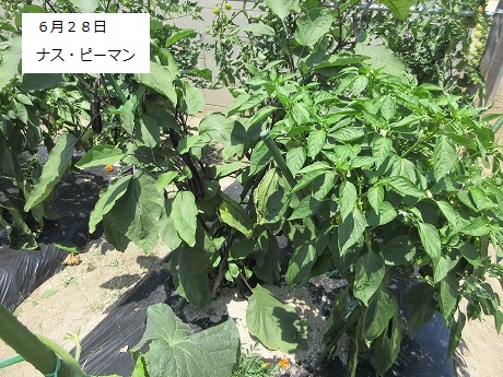 R7一坪春夏613