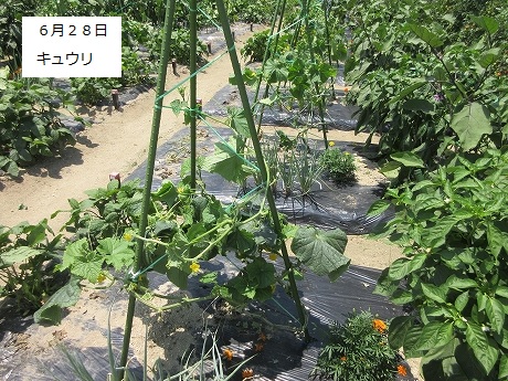 R7一坪春夏614