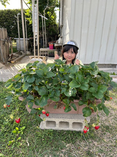 令和7年度いちごプランター受講者10