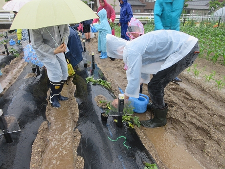 R7さつまいも植付1