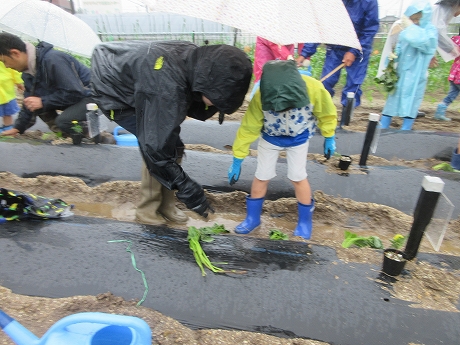 R7さつまいも植付3