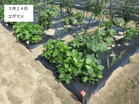 R8一坪春夏311