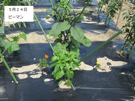 R8一坪春夏315