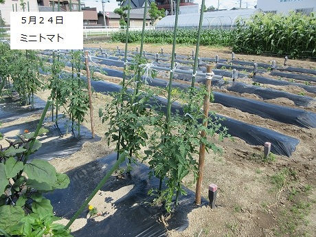 R8一坪春夏316