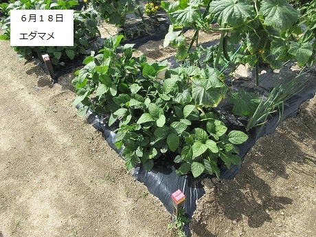 R8一坪春夏413
