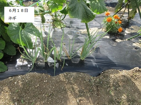 R8一坪春夏414
