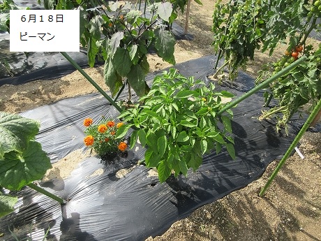 R8一坪春夏417