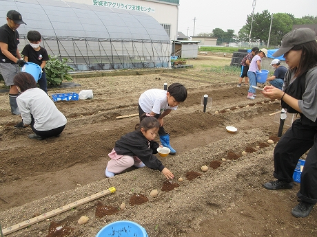 R8秋ジャガ植付5