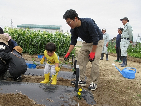 R8サツマイモ植付1
