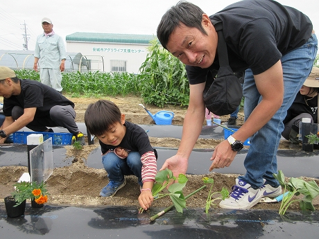 R8サツマイモ植付2