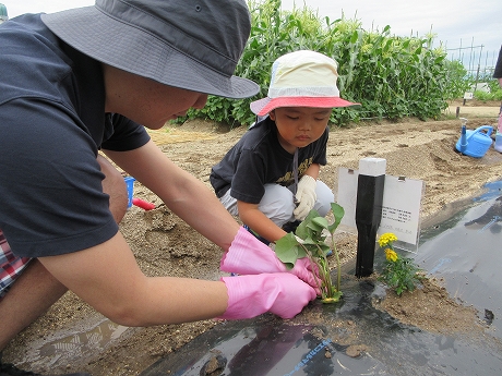 R8サツマイモ植付4