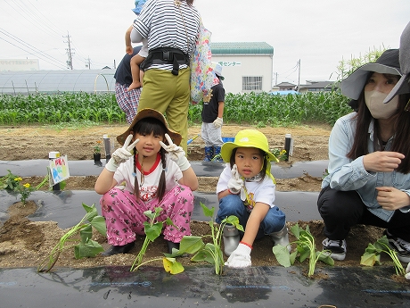 R8サツマイモ植付5