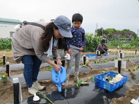 R8サツマイモ植付7