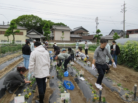 R8サツマイモ植付8