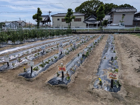 R8サツマイモ植付9