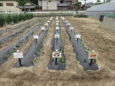 親子さつまいもほ場の様子