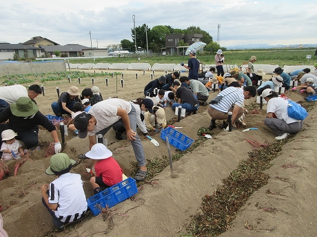 R7サツマイモ収穫1