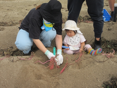 R7サツマイモ収穫2