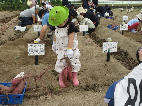 R7サツマイモ収穫5