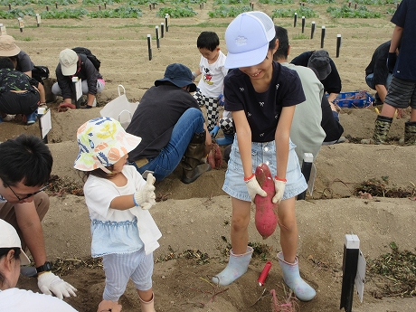 R7サツマイモ収穫7