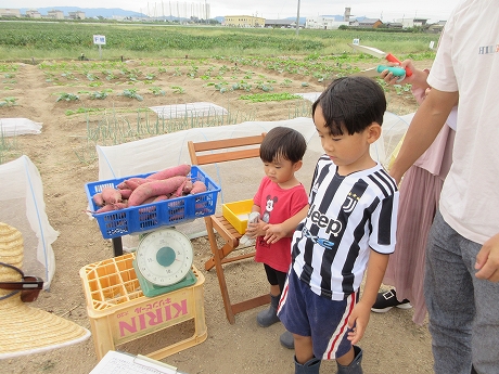 R7サツマイモ収穫8