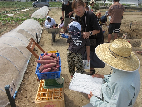 R7サツマイモ収穫9