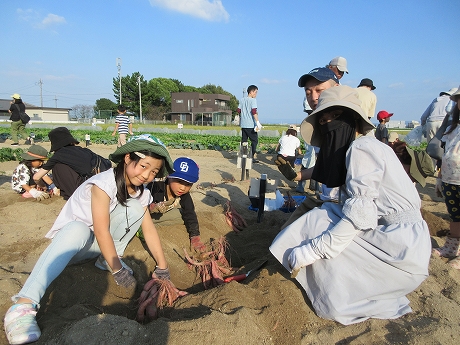 R8サツマイモ収穫5