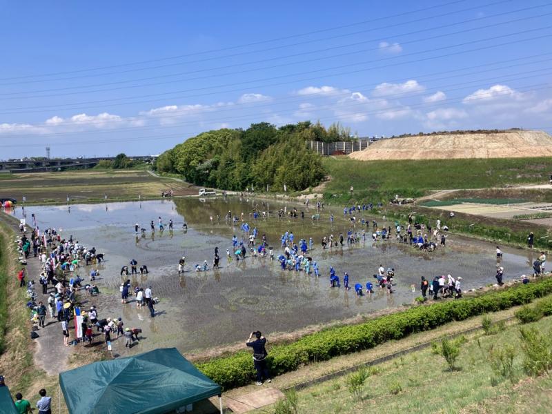 田んぼアート2026