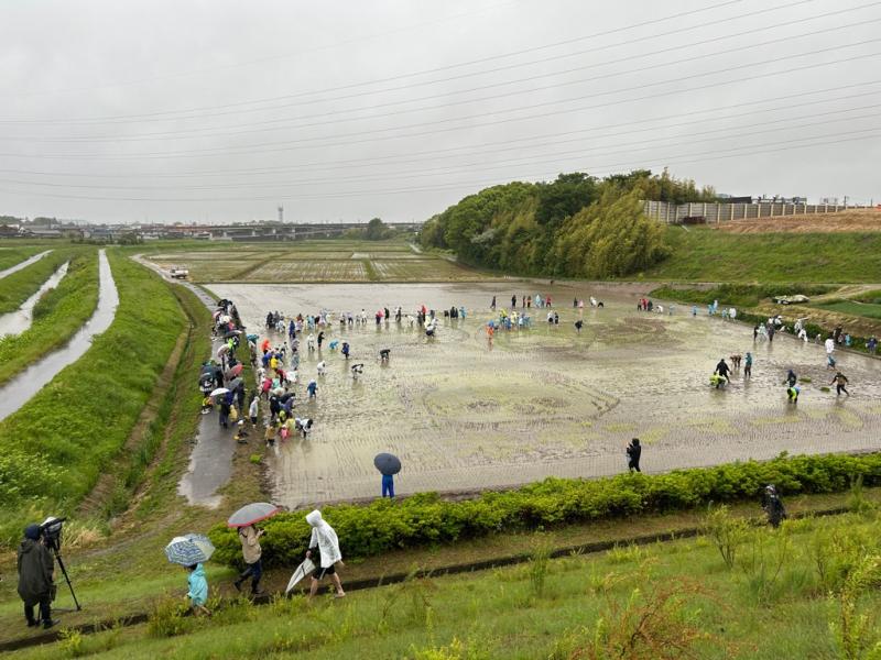 田植え20252.